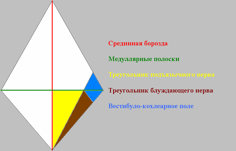 Ромбовидная ямка анатомия схема