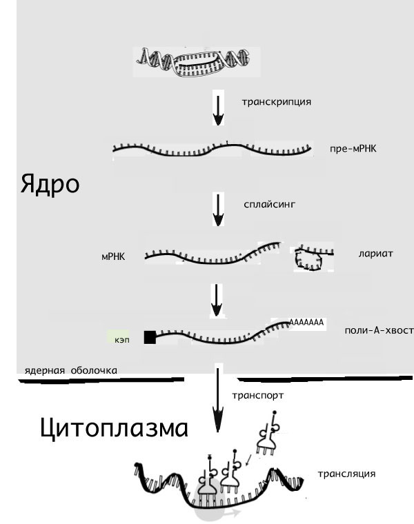 Биосинтез белка и генетический код: транскрипция и трансляция белка