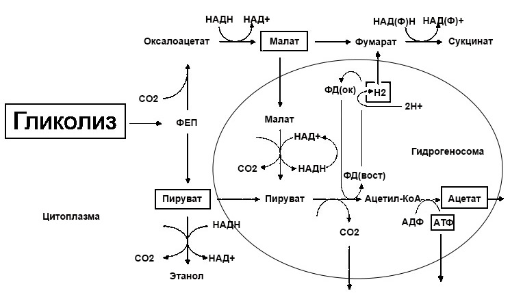 Файл:T. foetus metabolism.jpg