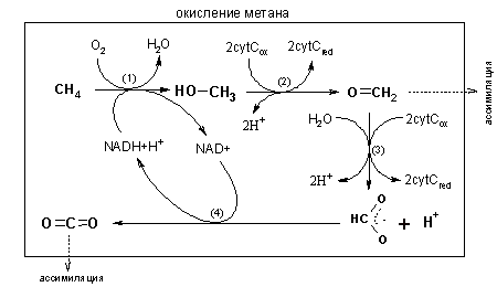 Файл:Схема окисления метана.png