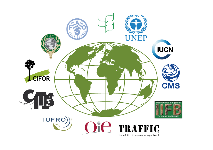 Негосударственных международных организаций. Международные экологические организации. Международные организации. Международные организации экологии. Международные организации по экологии.