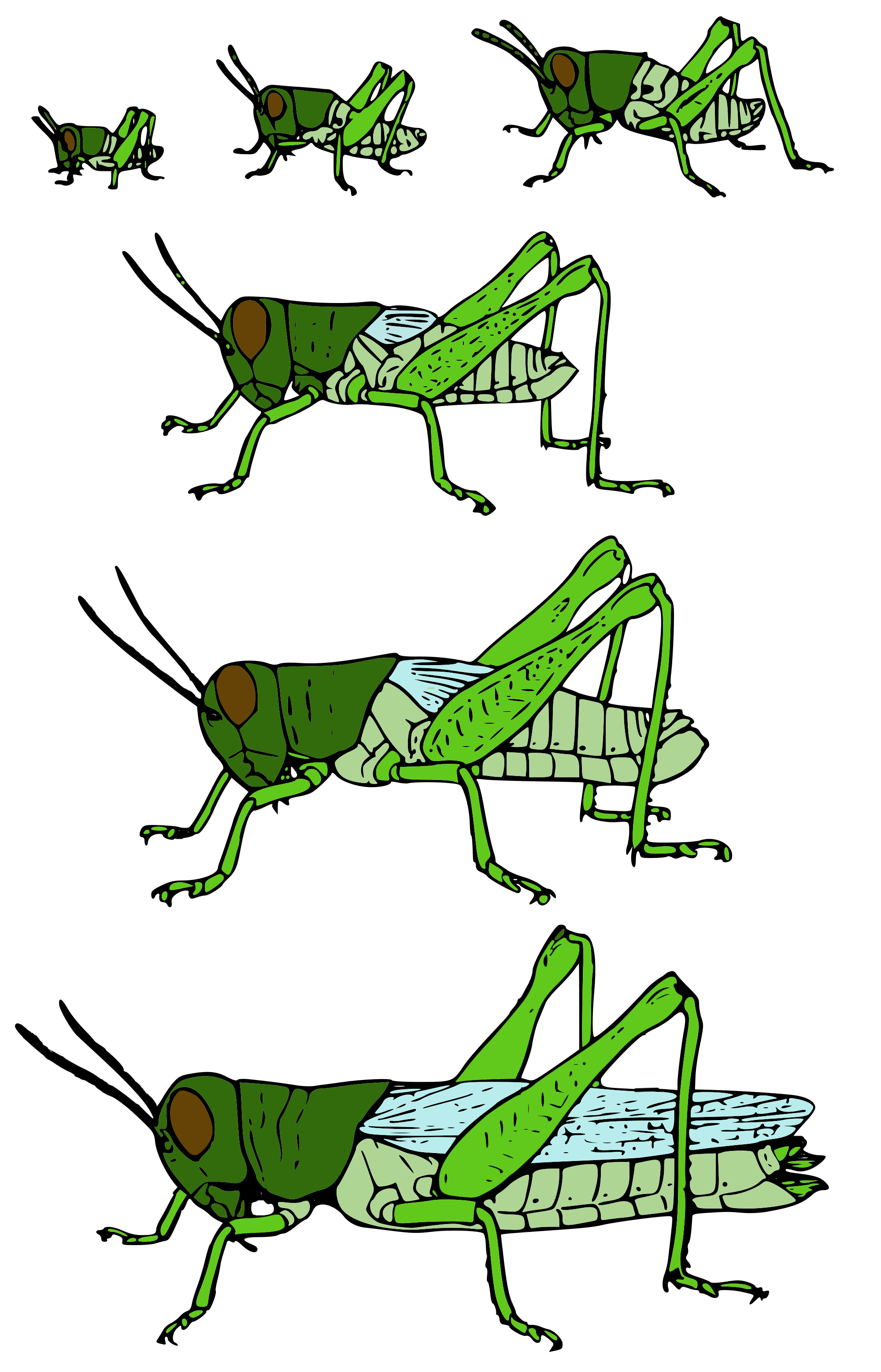 Метаморфоз насекомых — Википедия
