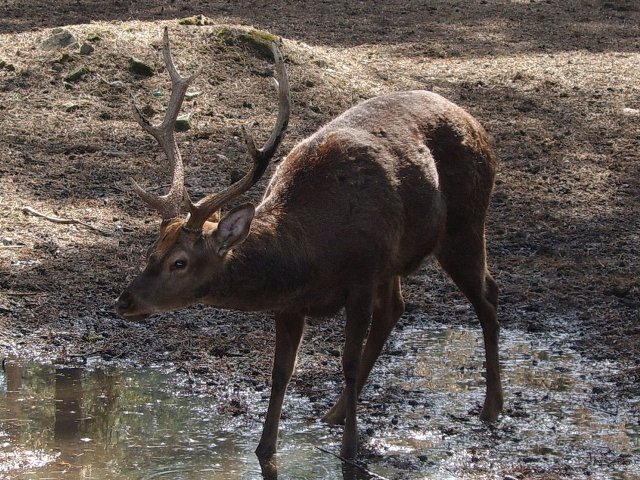 Файл:NSK-ZOO-deer.jpg