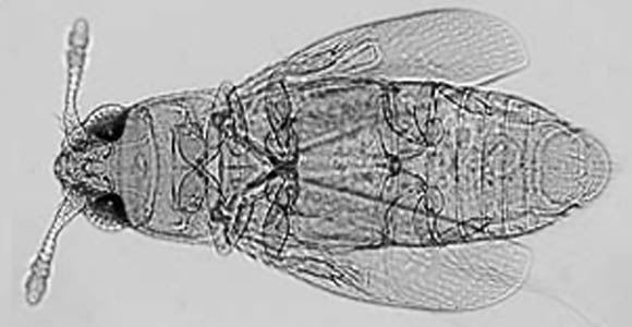 Файл:Nanosella fungi.jpg