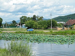 Озеро с лотосами в селе Новогордеевка