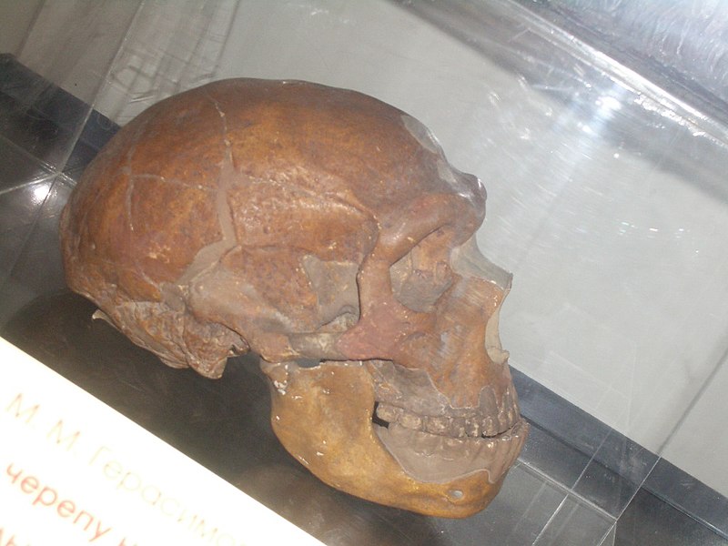 Файл:Неандерталец череп Ла-Шапель-о-Сен.JPG