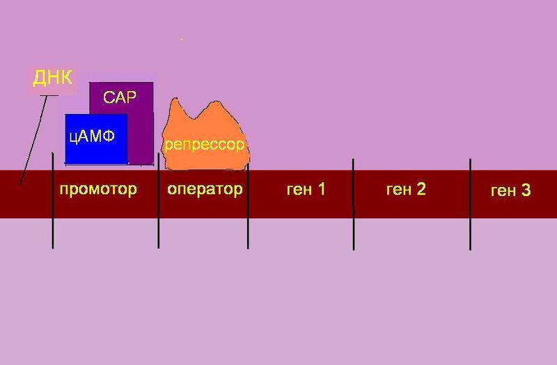 Файл:DNA parts4.JPG