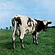 Atom Heart Mother