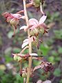Pyrola-rotundifolia1.jpg