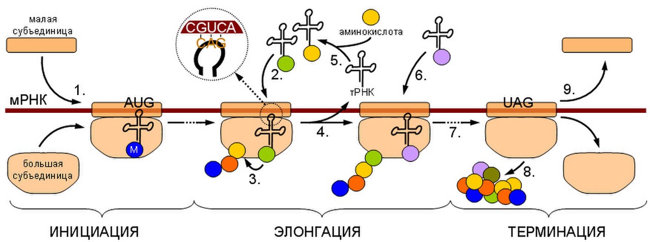 Схема трансляции биохимия