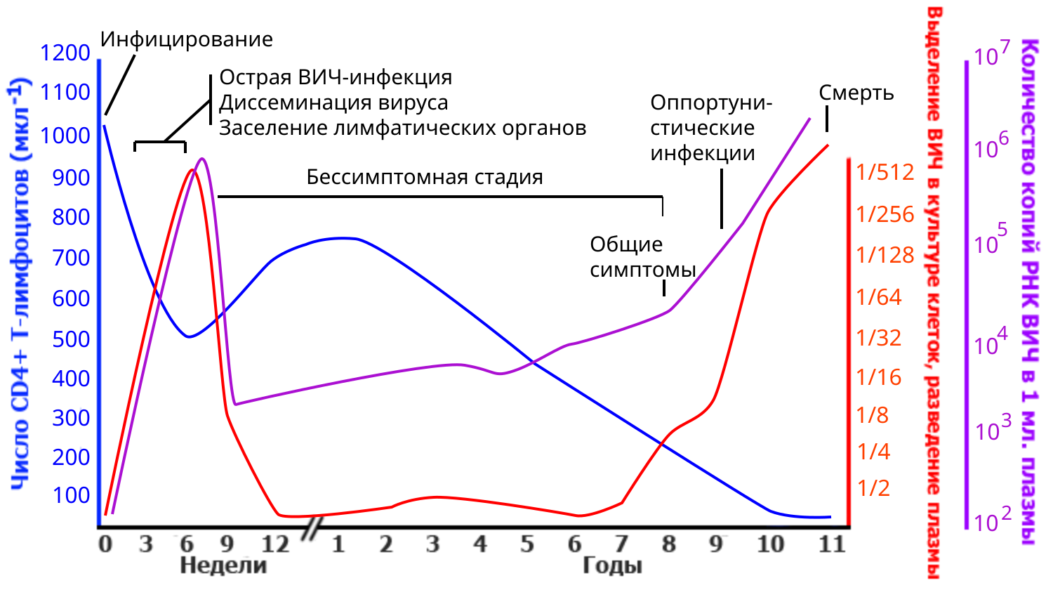 Периоды течения вич