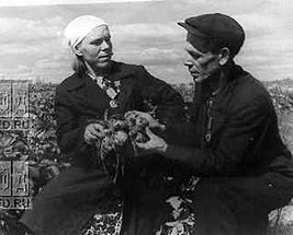 AP Babayeva and the senior agronomist of the state farm I.S. Grechnekov inspecting the potato bush.