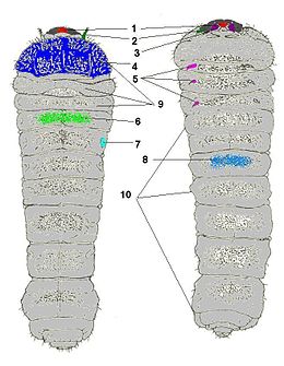 Морфология личинки жука-усача на примере Phymatodes testaceus Обозначения: 1 — верхняя губа, 2 — усики (антенны), 3 — мандибулы (жвалы), 4 — пронотум (переднеспинка), 5 — ноги, 6 — дорсальные мозоли, 7 — дыхальца, 8 — вентральные мозоли, 9 — грудные сегменты, 10 — брюшные сегменты