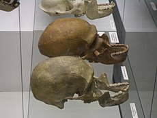 Neanderthaler menselijke en moderne dolichocephalische schedels