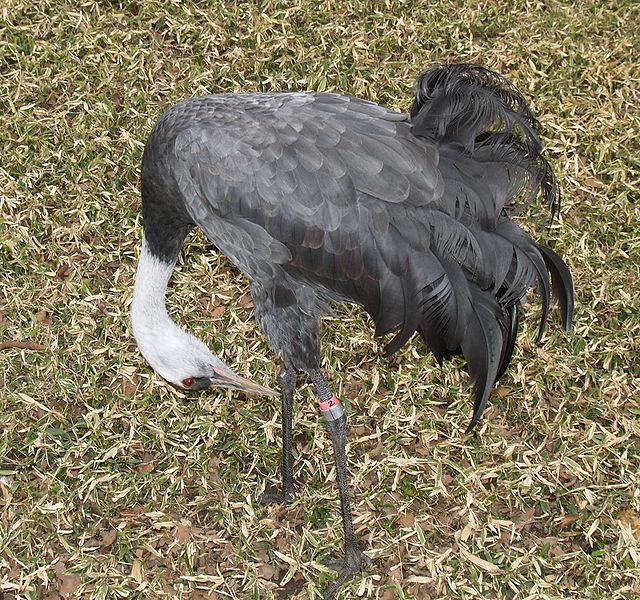 Файл:Grus monacha Phila Zoo1.jpg