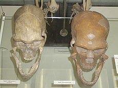 Cranio di Neanderthal a destra