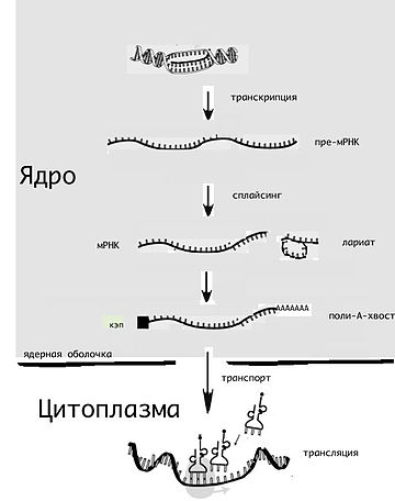 Матричная РНК