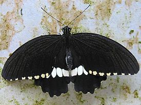 Papilio polytes ledebouria, самец