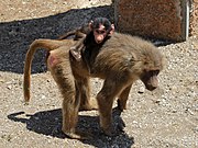 Самка бабуина с детёнышем