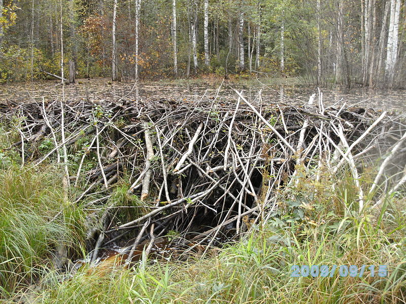 Файл:Beaver dam Uvarovka.jpg