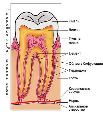 Пародонт