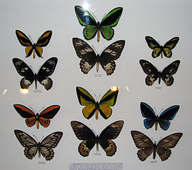Лепидоптерологическая коллекция различных видов рода