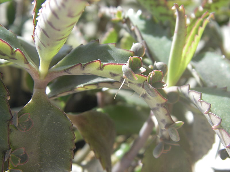 Файл:Kalanchoe vegetating.jpg