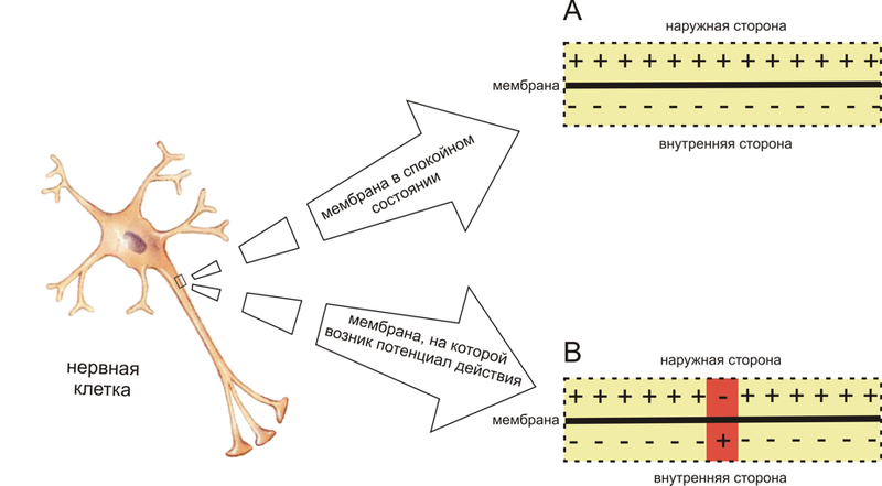 Файл:Neuron membrane AP rus.png