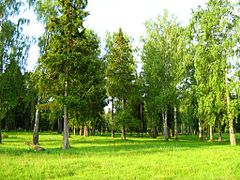 Две группы деревьев. Природный заказник Жулебинский. Жулебинский лесопарк. Жулебинский парк лес. Кольчугино парк.