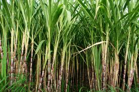 सञ्चिका:Sug.cane.jpg