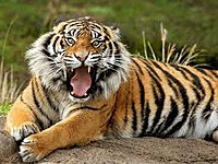 Bangali tiger.jpg