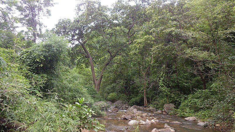 सञ्चिका:Gdchi.Forest.JPG