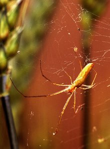 Long-jawed orb weaver spider