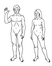 File:180px-Human.png