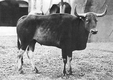 Datoteka:Kouprey at Vincennes Zoo in Paris by Georges Broihanne 1937.jpg