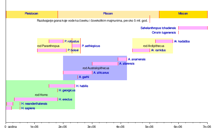 Homo Erectus