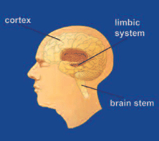 ගොනුව:Brain.gif