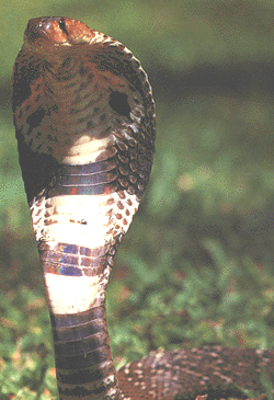 ගොනුව:Wildlife2.gif