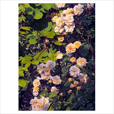 ගොනුව:Climbers Roses 14.jpg