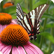 ගොනුව:Zebraswallowtail.jpg