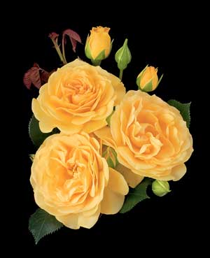 ගොනුව:Floribunda Roses 5.jpg