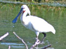 ගොනුව:Bird4.jpg