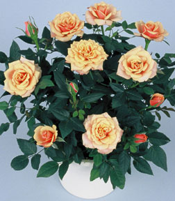 ගොනුව:Miniature roses1.jpg