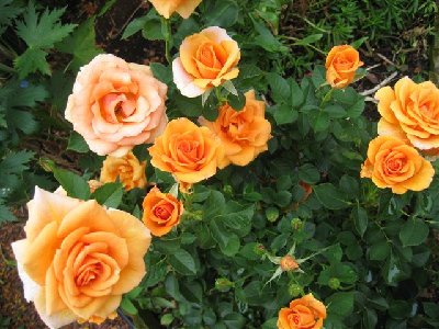 ගොනුව:Miniature Roses 7.jpg