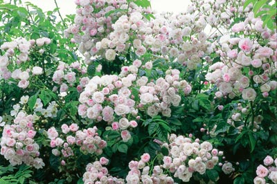 ගොනුව:Climbers Roses 5.jpg