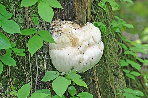 ගොනුව:Fungus ivy 3887.jpg