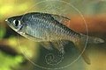 Vateria flwoer rasbora හාල්මල් දණ්ඩියා