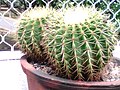 Cactus From Sri Lanka.jpg