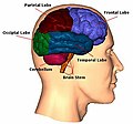 Brain diagram-1-.jpg