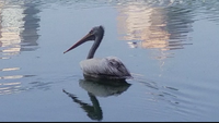 Pelican SriLanka.png